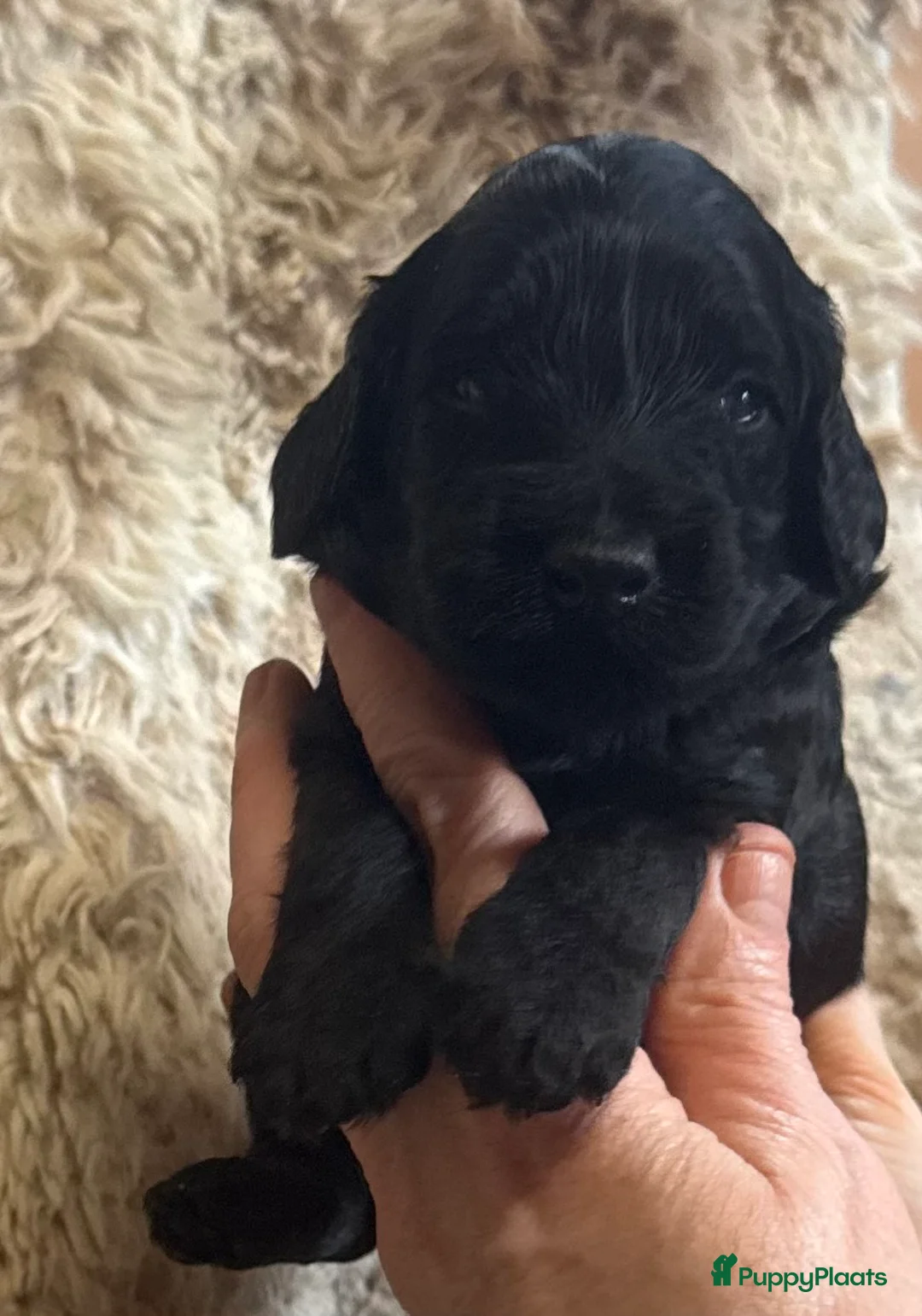 Australian Labradoodle honden te koop: Te koop mini Australian LAbradoodles - Advertentie 3