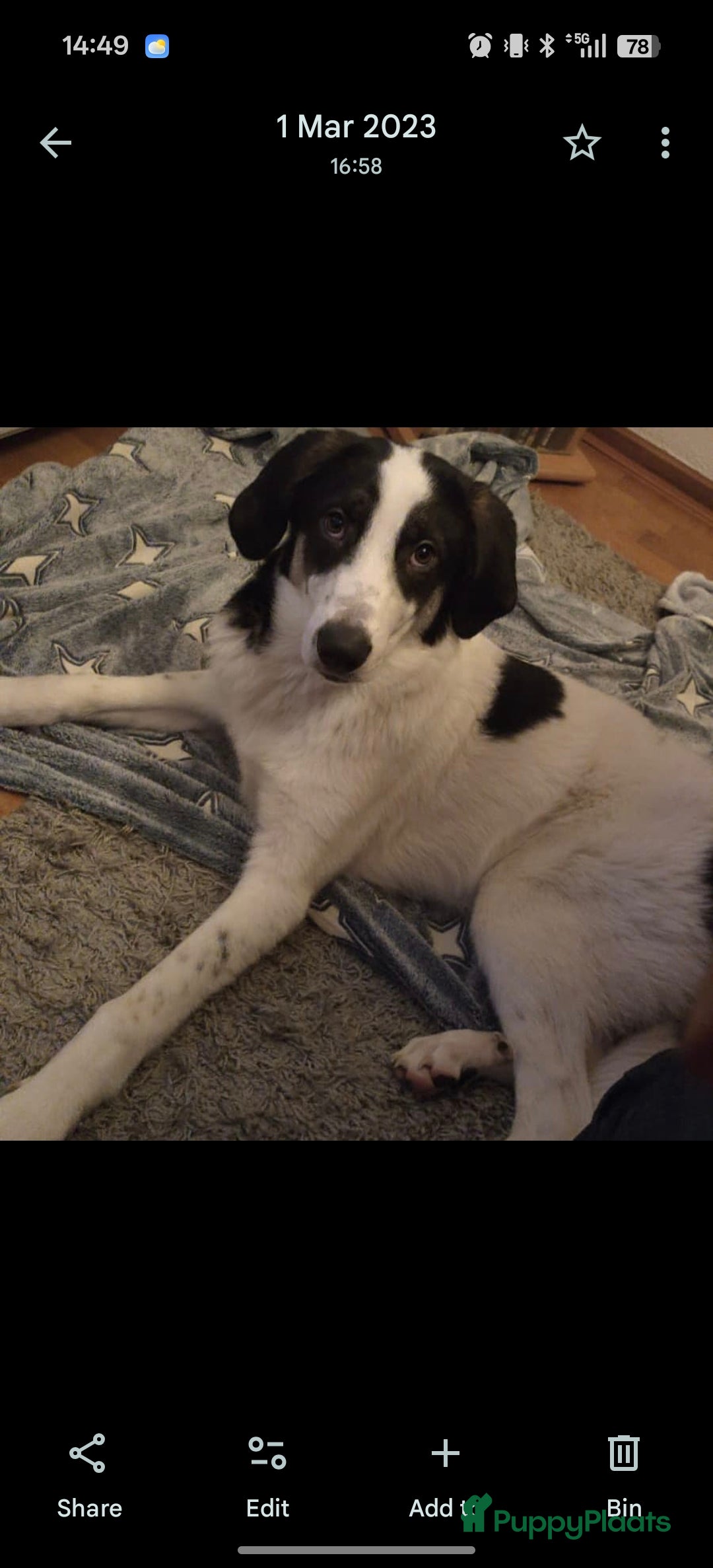 Kruising honden Give for adoption  - Advertentie 1