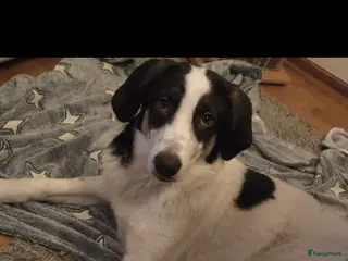 Kruising honden Give for adoption - Advertentie 1