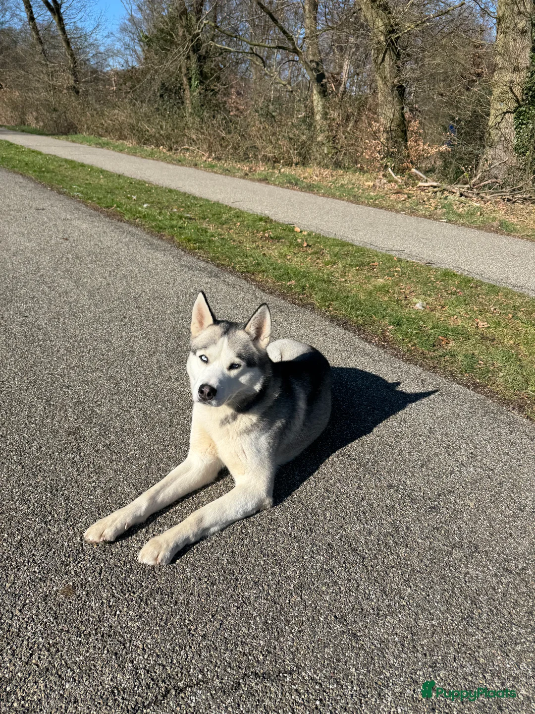 Siberische Husky honden ter dekking: Siberische Husky met FCI Stamboom - Advertentie 1