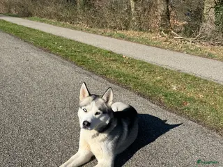 Siberische Husky honden Siberische Husky met FCI Stamboom - Advertentie 1