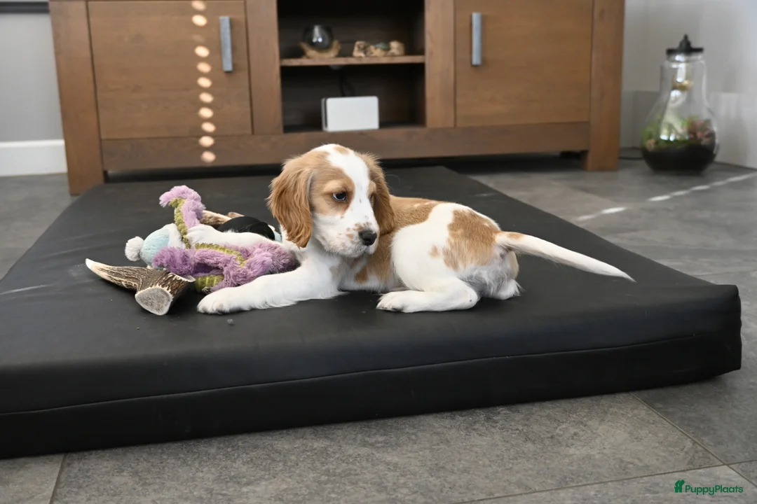 Engelse Cocker Spaniel honden te koop: Speelse Engelse Cocker Spaniel pup - Advertentie 10