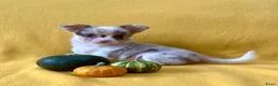 Chihuahua honden te koop: Schattige chihuahua pups mogen bijna verhuizen - Advertentie 3