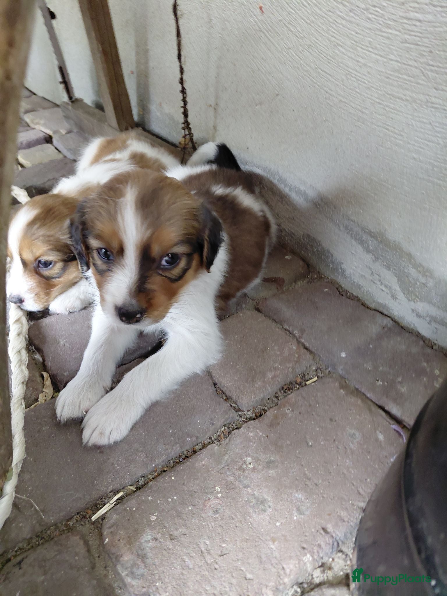 Kooikerhondje honden Kooikerpup te koop - Advertentie 1