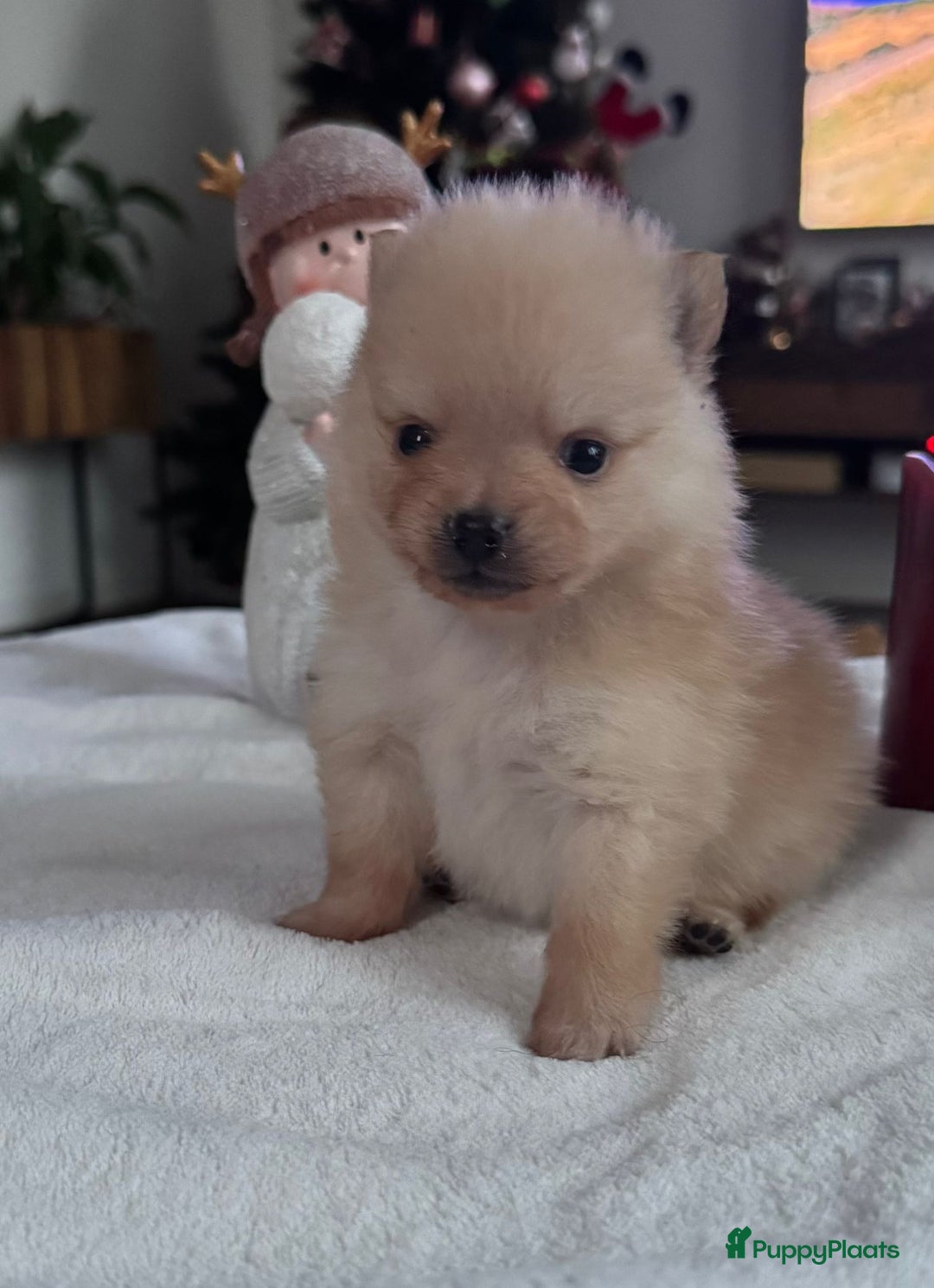 Pomeriaan honden te koop: Prachtige Pomeriaan pups  - Advertentie 5