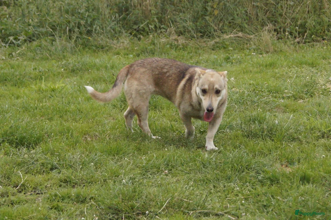 Kruising honden ter adoptie: super duo in Ridderkerk - Advertentie 8