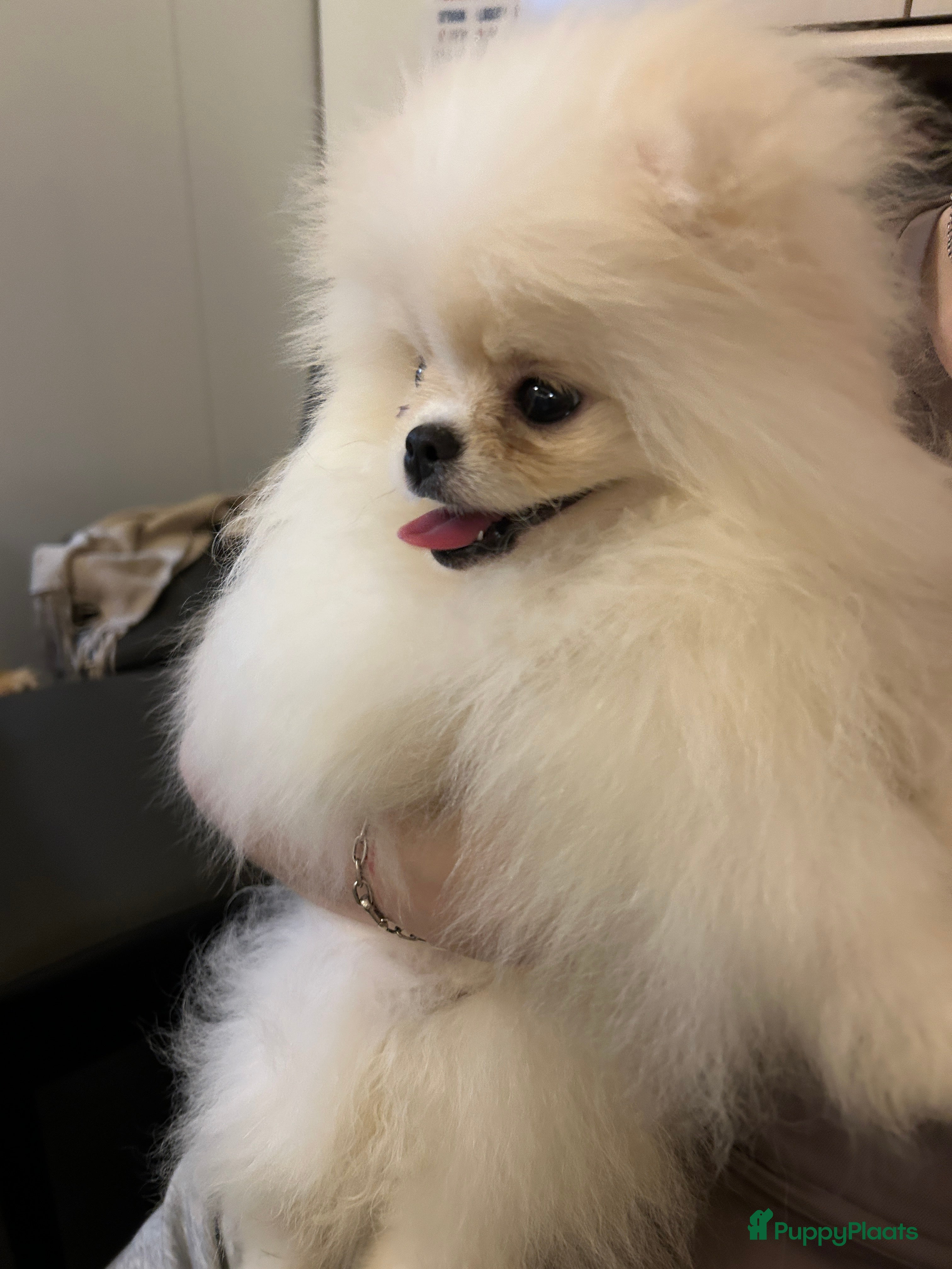 Pomeriaan honden Pomeranian❤️❤️ - Advertentie 2