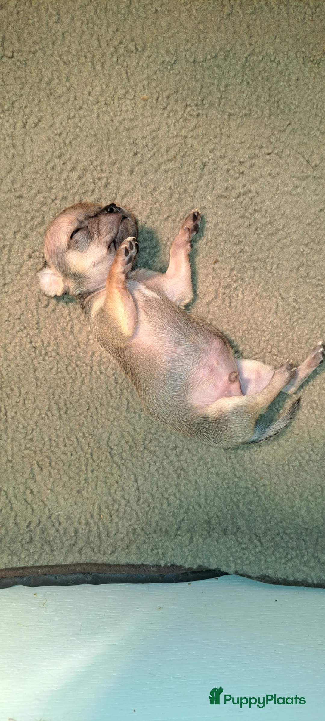 Chihuahua honden te koop: Chihuahua reu - Advertentie 2