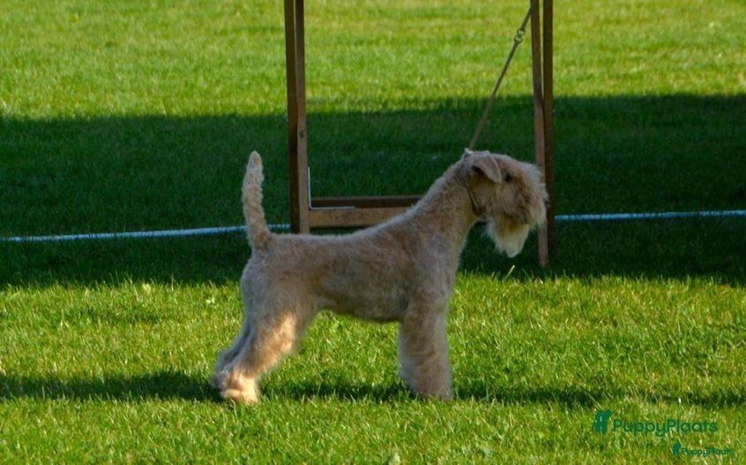 Lakeland Terriër honden te koop: Mooi rood Lakeland teefje  - Advertentie 4