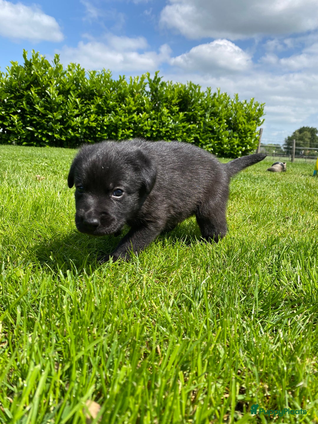 Labrador Retriever honden te koop: Labrador x Friese Stabij pups - Afbeelding 3