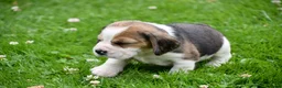 Beagle honden te koop: Prachtige Beagle pups  - Advertentie 21