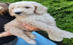 Labradoodle honden te koop: Labradoodle pups - Afbeelding 15