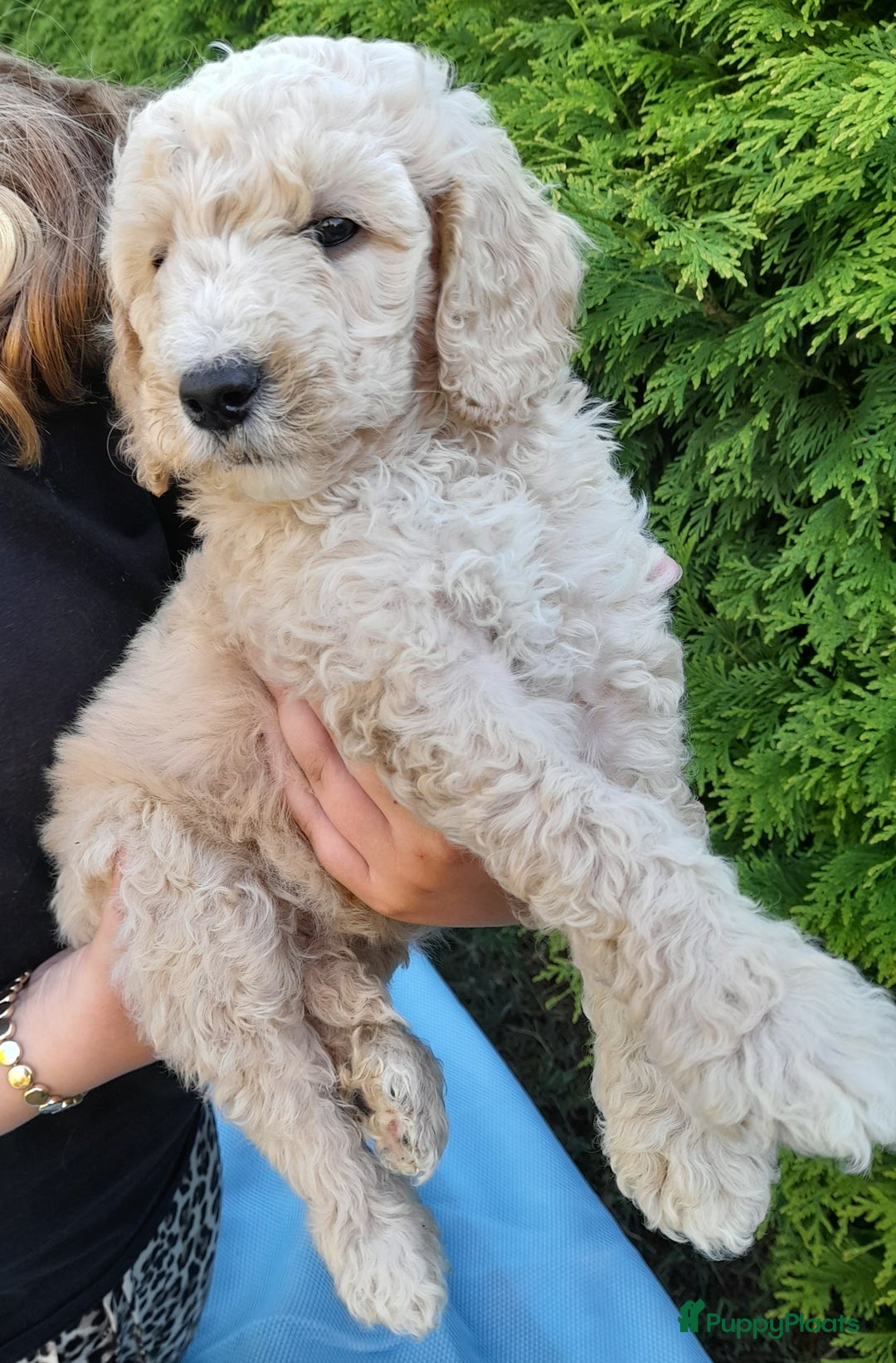Labradoodle honden te koop: Labradoodle pups - Afbeelding 15
