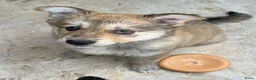 Kruising honden ter adoptie: ZAFIRA  schat van een hondje  - Advertentie 7