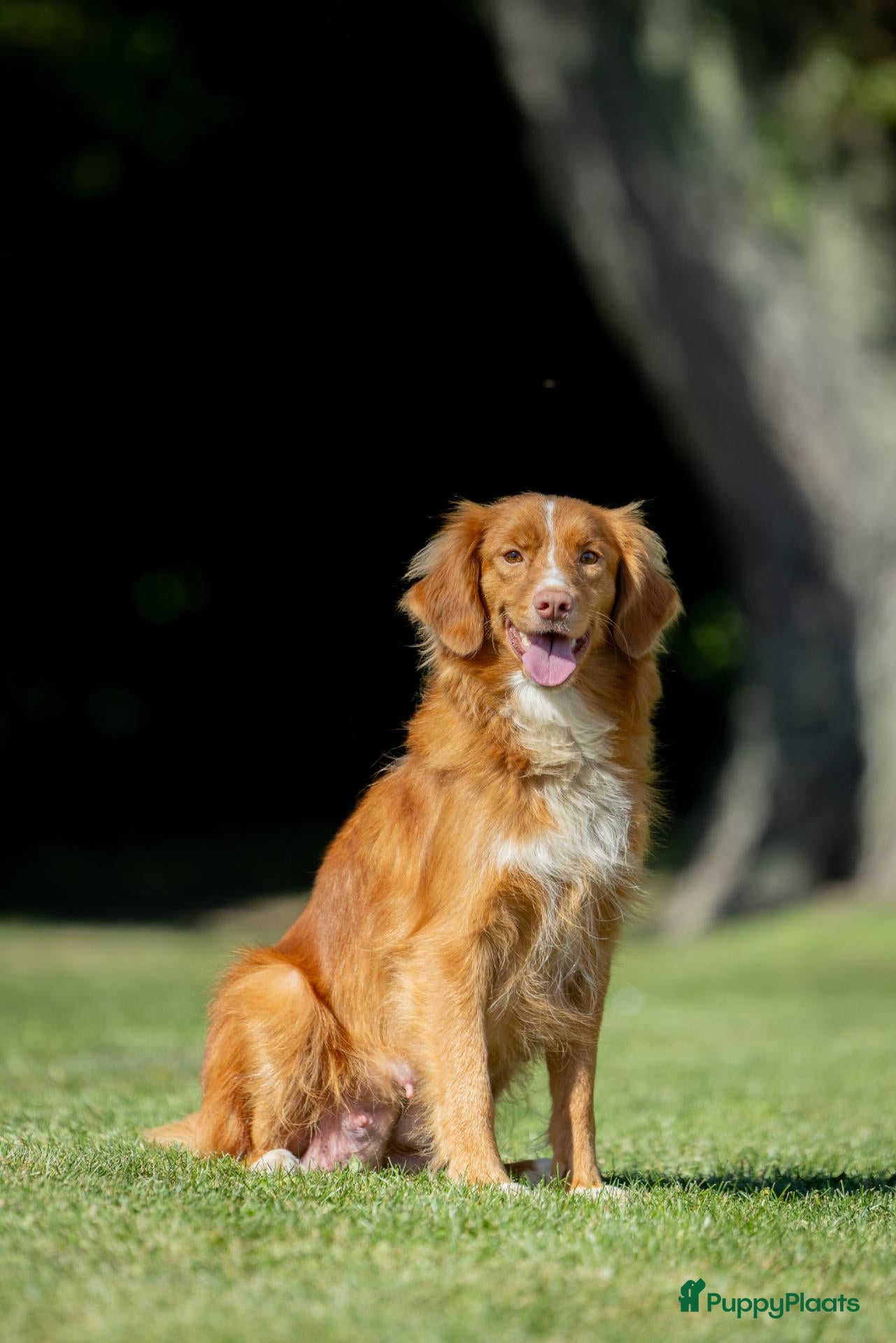 Nova Scotia Duck Tolling Retriever honden Gesocialiseerde Nova scotia Toller pups te koop! - Advertentie 1