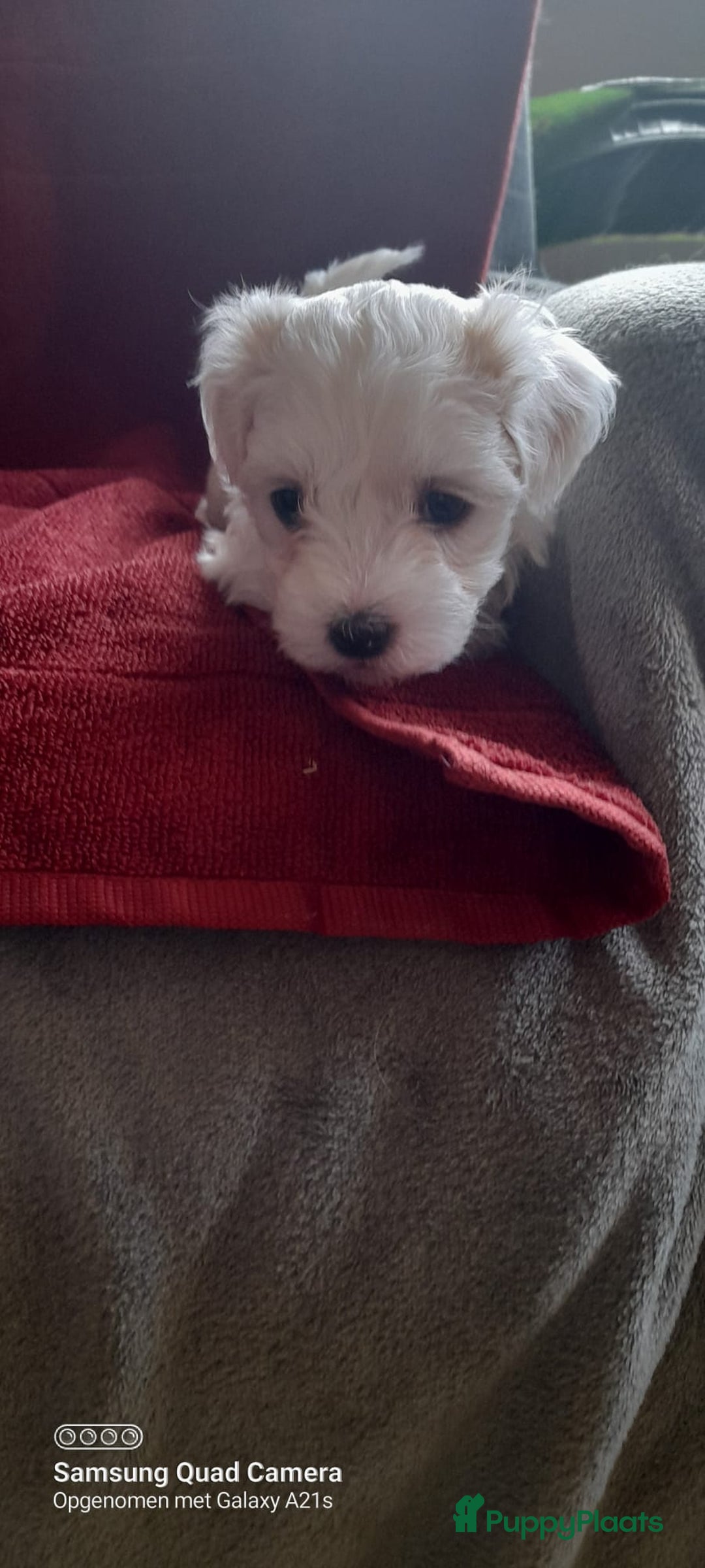 Maltezer honden te koop: Lieve vrolijke maltzers pups . - Advertentie 3