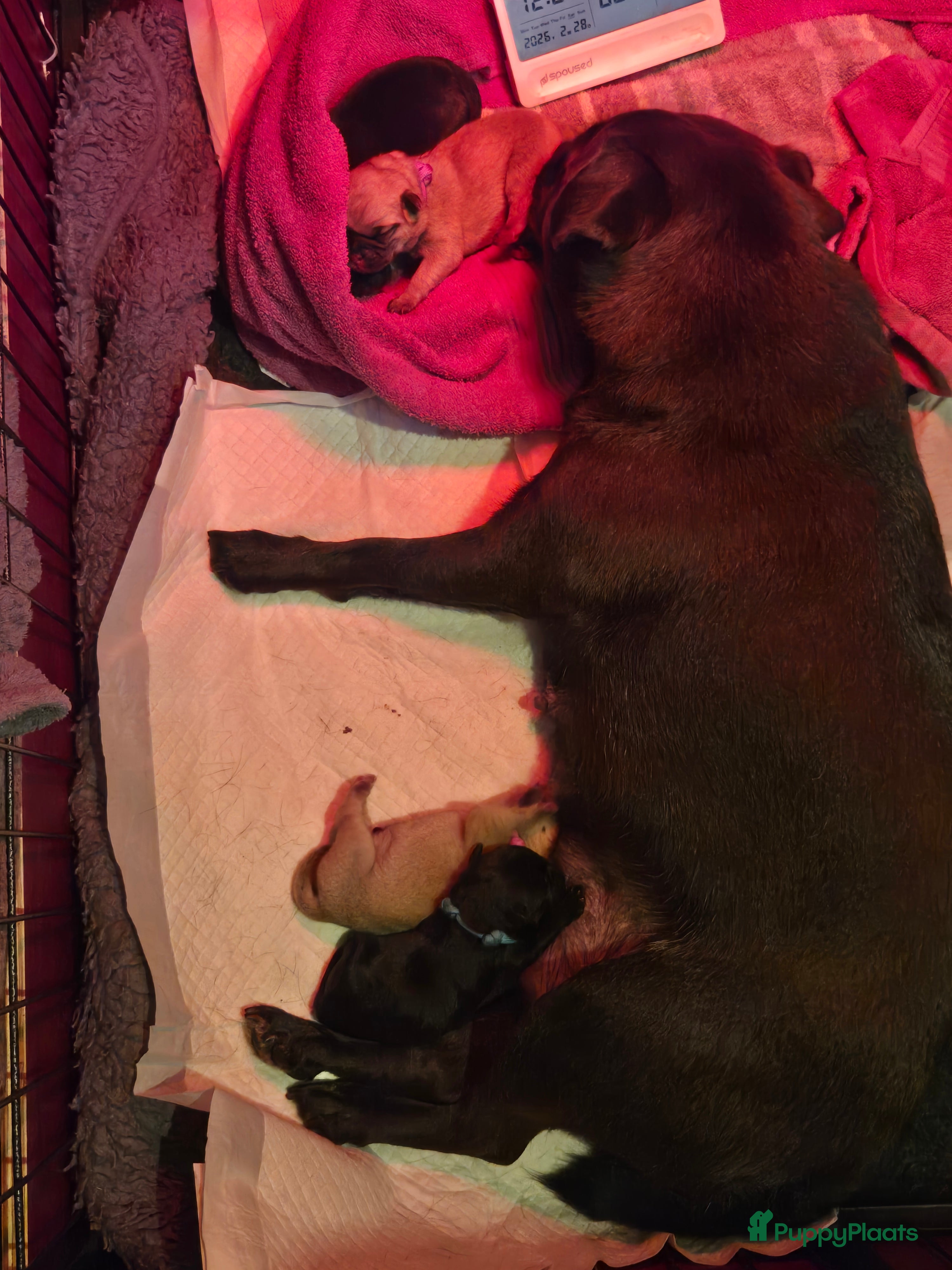 Retromops honden Retromops pups - Advertentie 1