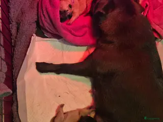 Retromops honden Retromops pups - Advertentie 7