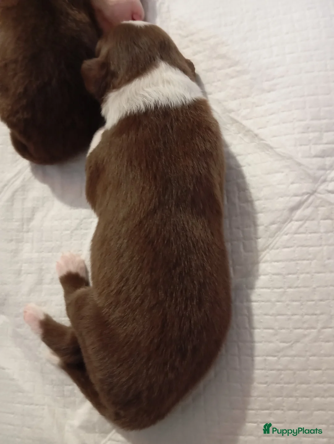 Australian Shepherd honden te koop: 10 prachtige Australische herder pups! - Advertentie 24