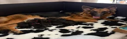 Kruising honden te koop: Gerberian shepsky’s pups in Philippine - Advertentie 9