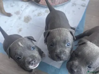 American Staffordshire Terriër honden American Staffordshire Terrier-pups - Advertentie 18