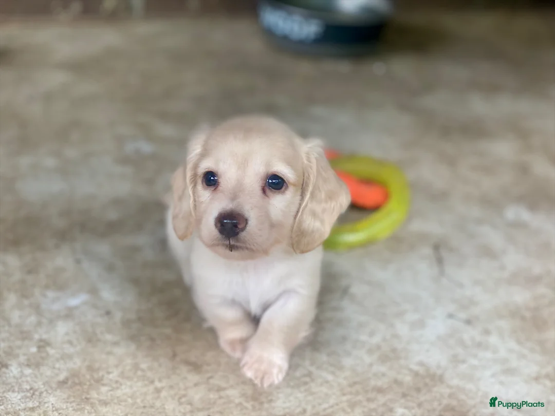 Teckel (langhaar) honden te koop: Langharige kleurrijke teckel pups blond/cream - Advertentie 11