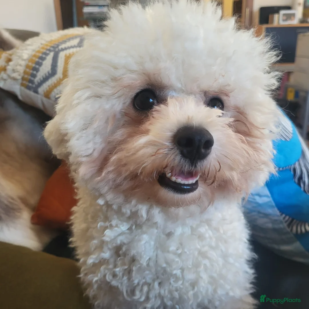 Bichon Frisé honden te koop: Koningshond: Bichon Frisé - Advertentie 11