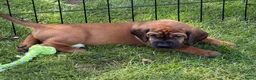 Beierse Bergzweethond honden te koop: Hanoveraaanse zweethond pups - Advertentie 4