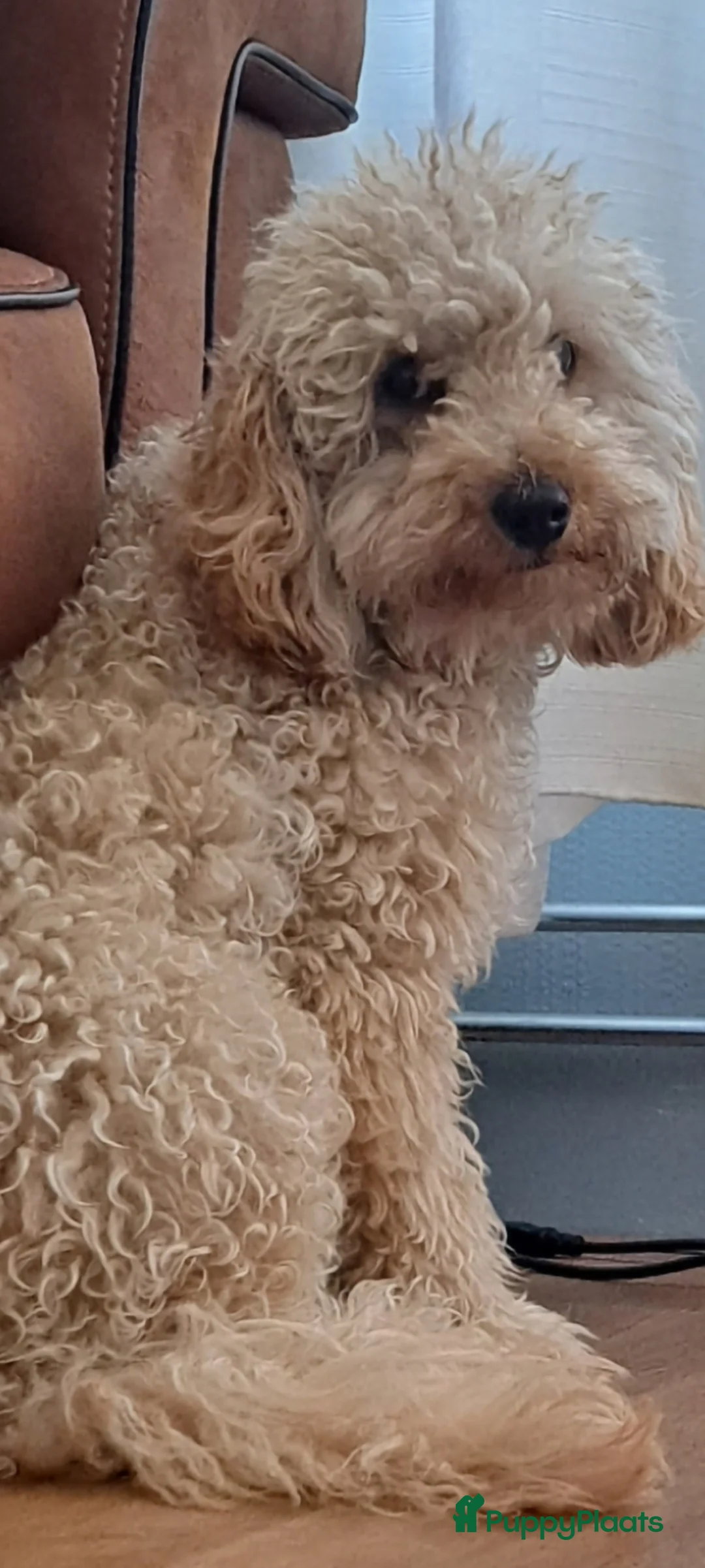 Cockapoo honden te koop: Cokcapoo pups.engelsecockerspaniel x dwerg poedel - Advertentie 11