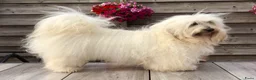 Havanezer honden te koop: Prachtige Havanezer pups verwacht - Advertentie 3