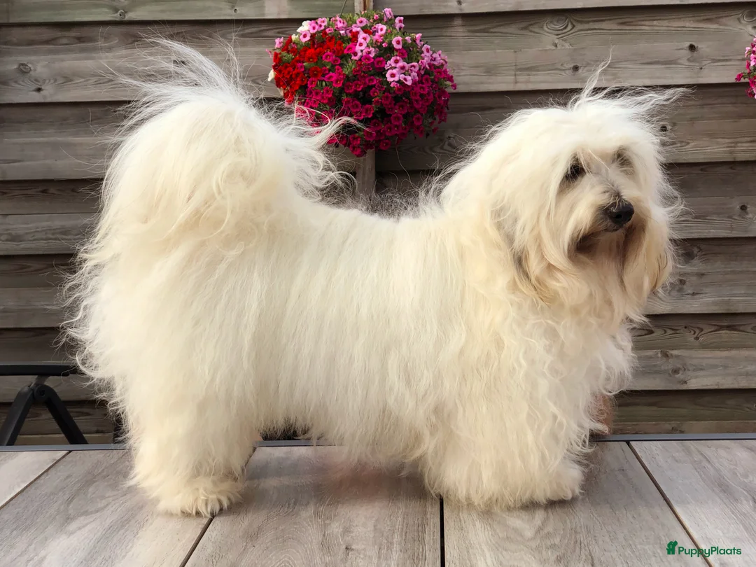 Havanezer honden te koop: Prachtige Havanezer pups verwacht - Advertentie 3
