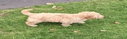 Labradoodle honden te koop: Mini Labradoodle puppy's - Advertentie 9