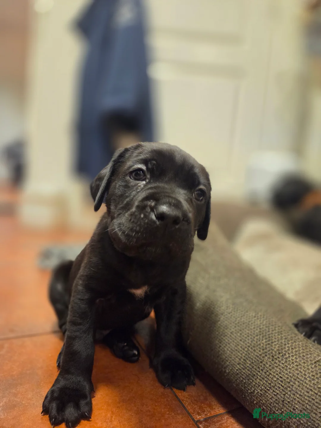 Cane Corso honden te koop: Prachtige CaneCorso's pups!  - Advertentie 3
