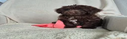 Kruising honden te koop: Prachtige leergierige boompoo's  - Advertentie 3
