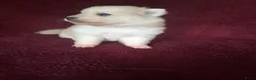 Pomsky honden te koop: 5 pomsky pups - Advertentie 20