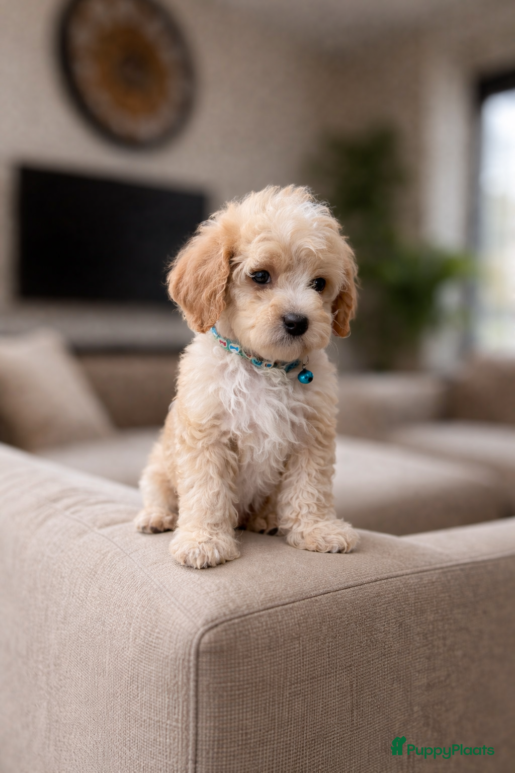 Maltipoo honden Maltipoo pups - Advertentie 4