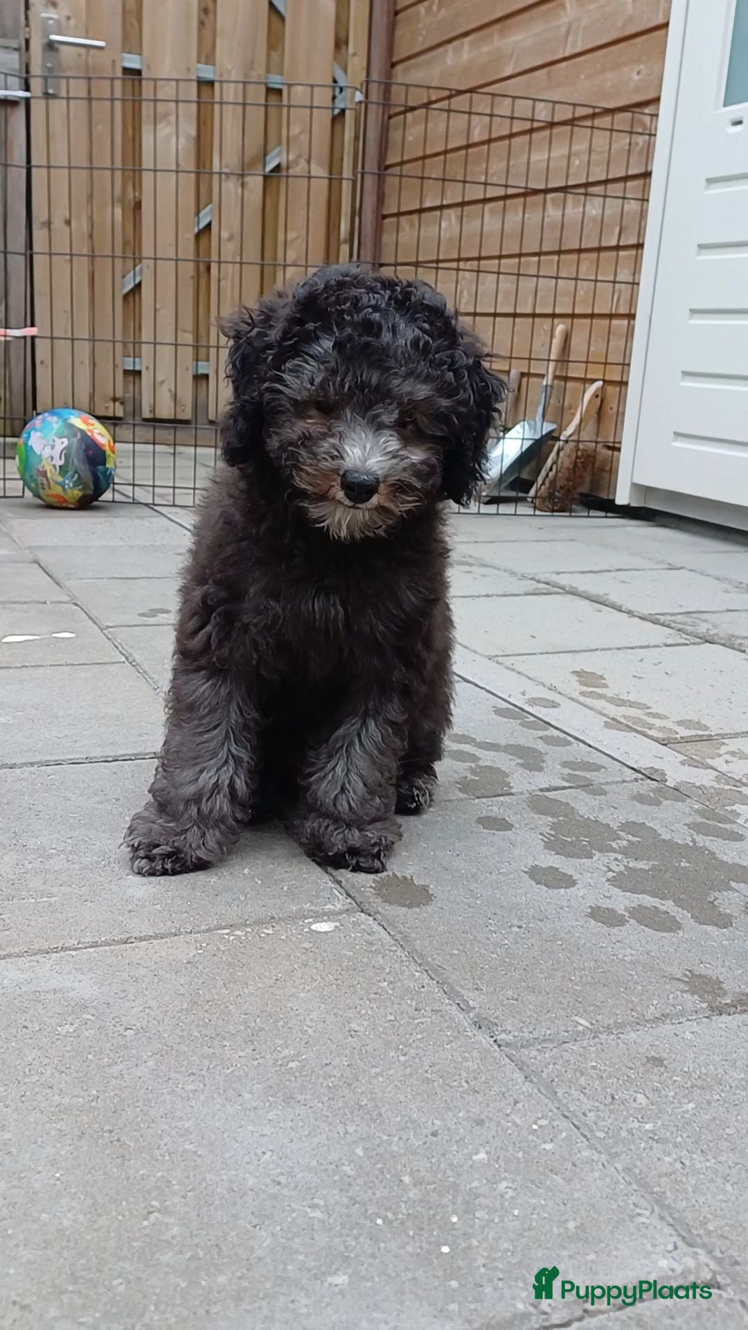 Kruising honden Prachtige dwerg/toy poedel puppys - Advertentie 9