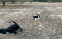 Poedel honden te koop: Prachtig mooi harlekijn koningspoedel teefje✨🐾 - Advertentie 4