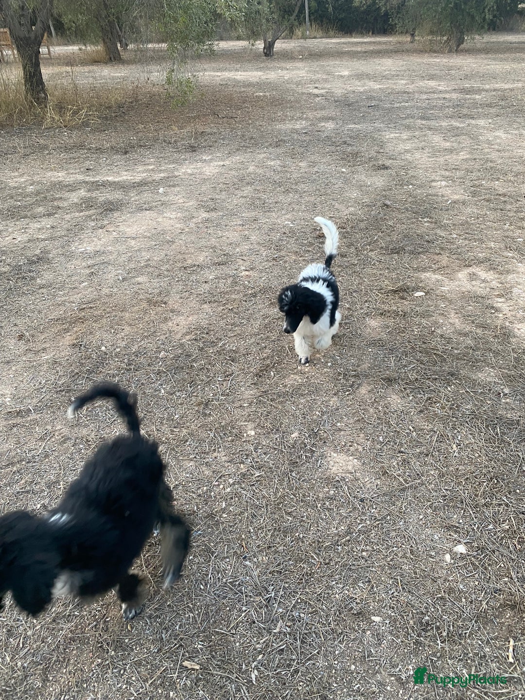 Poedel honden te koop: Prachtig mooi harlekijn koningspoedel teefje✨🐾 - Advertentie 4