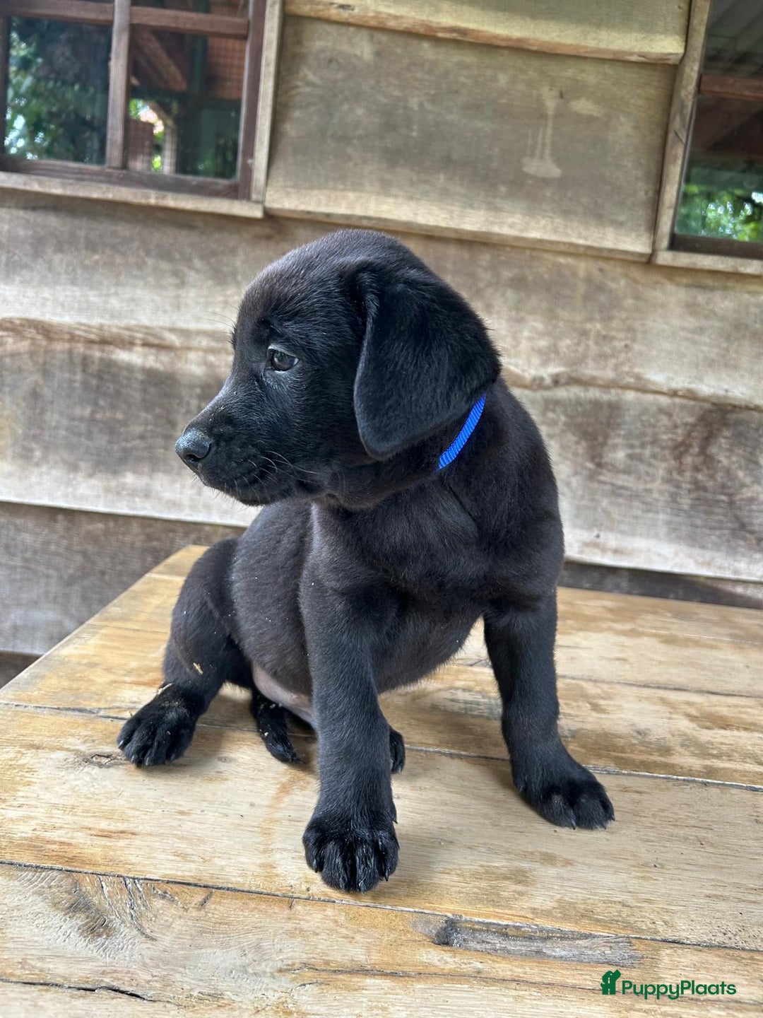 Labrador Retriever honden te koop: Te koop prachtige labrador x mechelse Herder pups - Afbeelding 3
