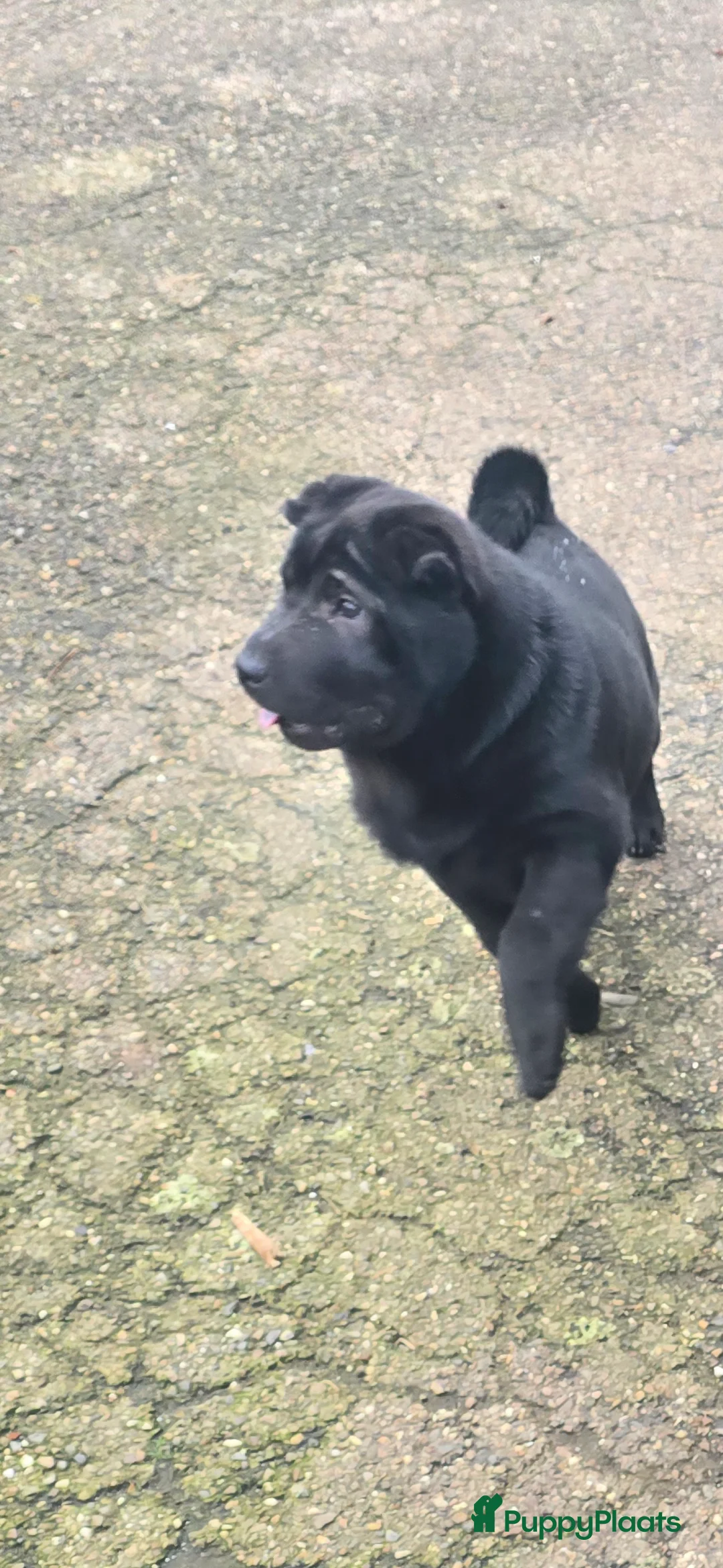 Shar Pei honden te koop:   Nog 2 mooie  sharpei    - Advertentie 3