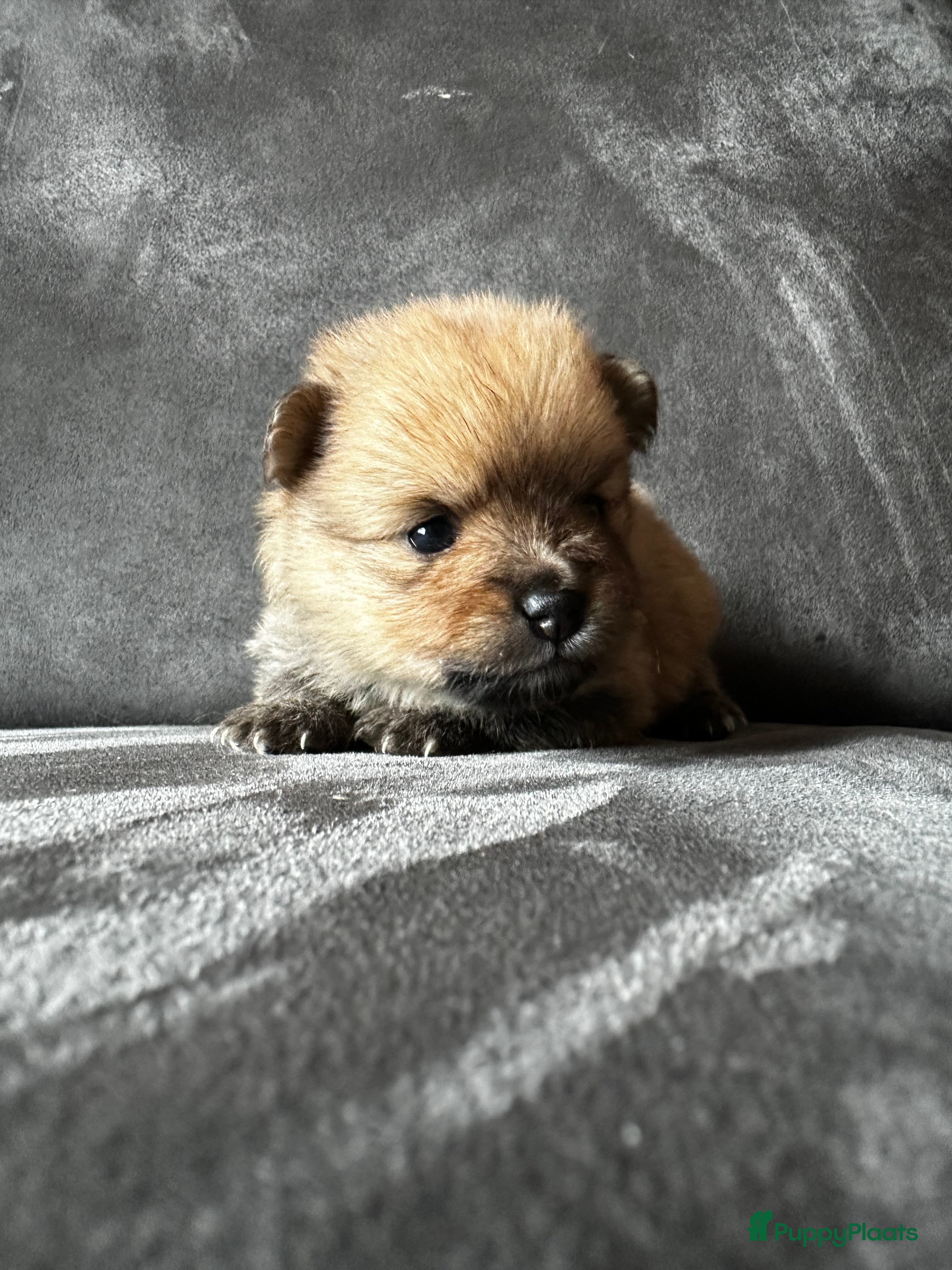 Pomeriaan honden   Pomeriaan teefje raszuiver ! - Advertentie 4