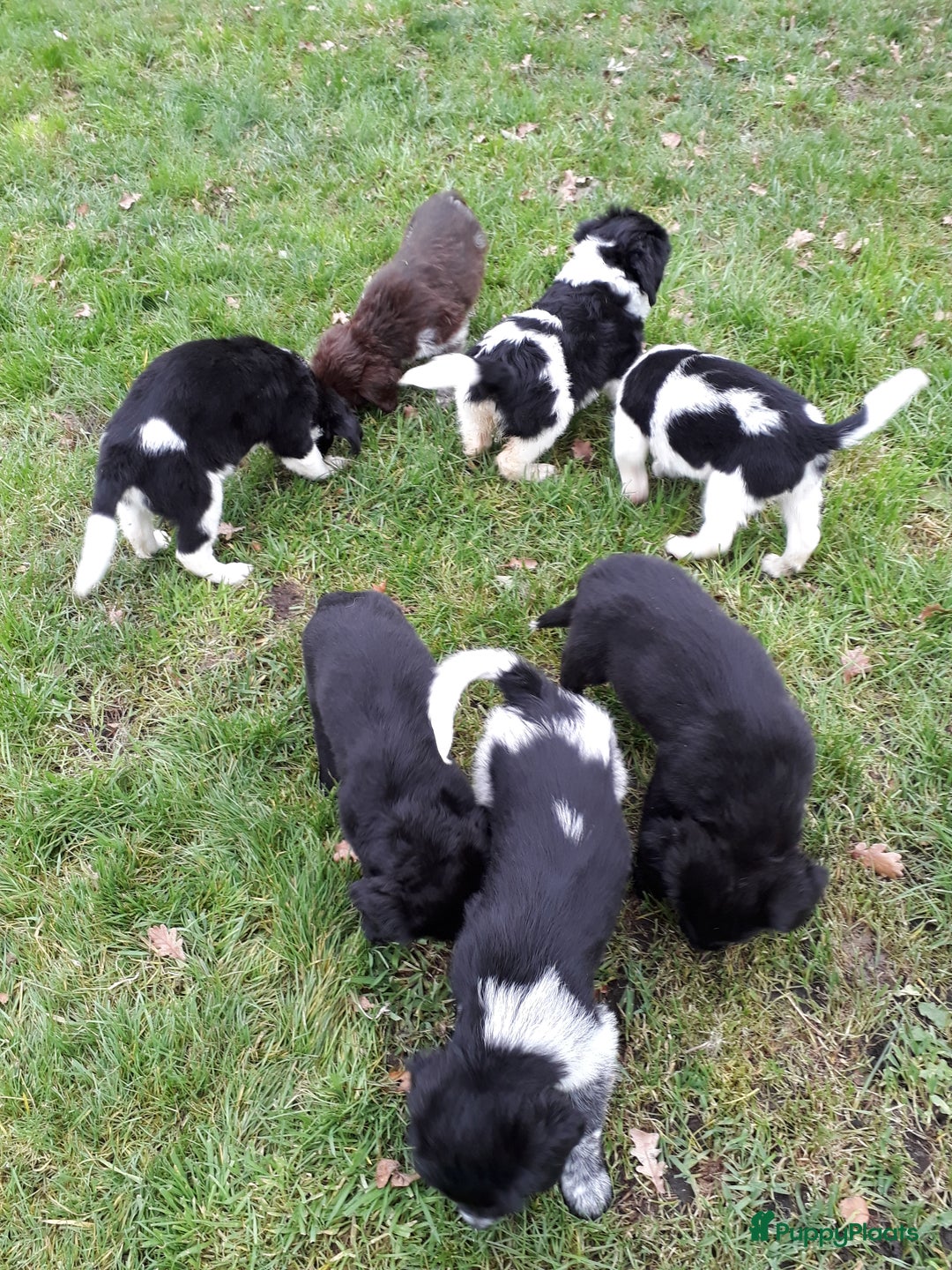 Kruising honden te koop: Leuke en lieve kruising pups(1 reutje beschikbaar) - Advertentie 9