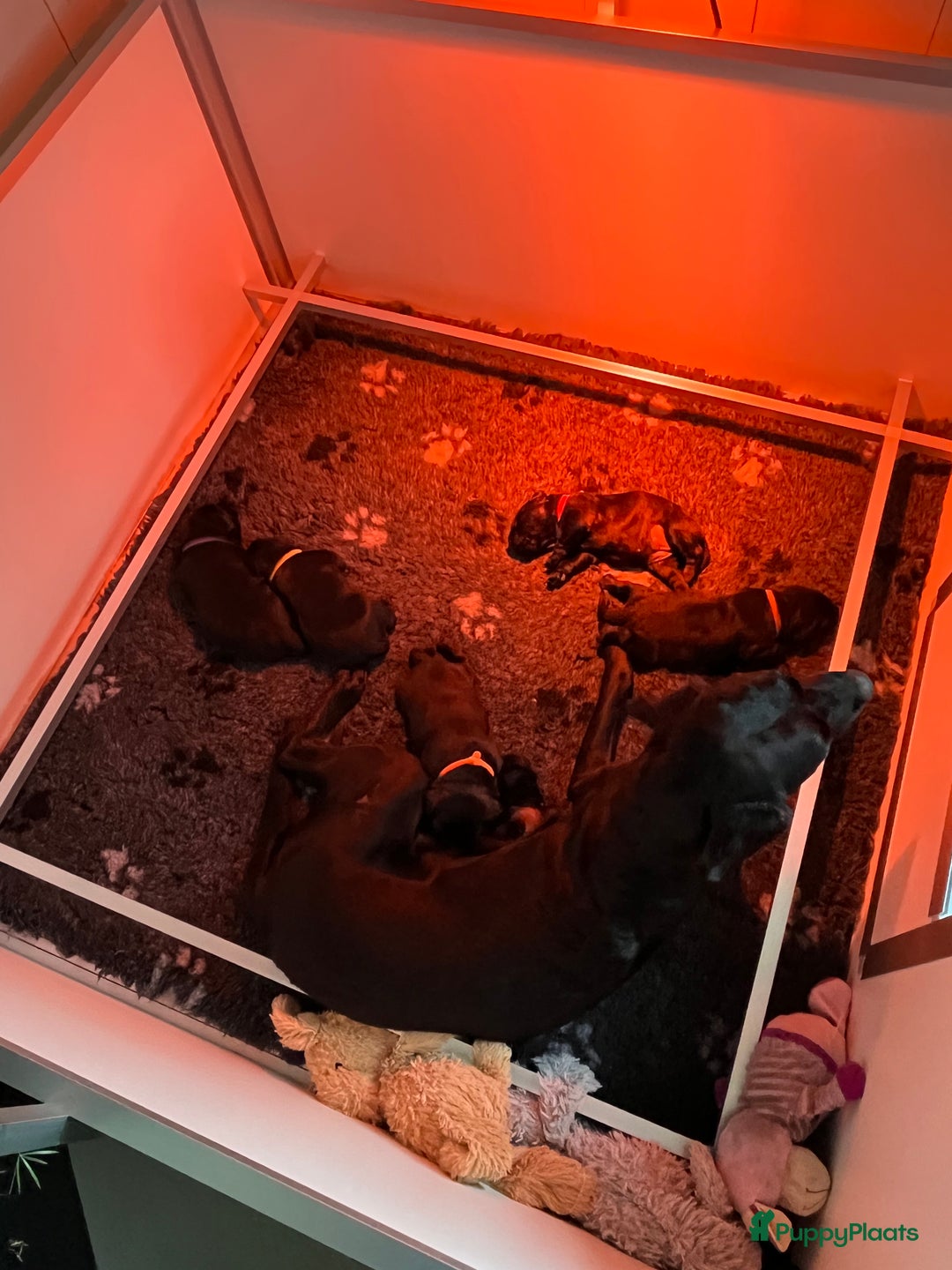 Labrador Retriever honden te koop: Werklijn reutjes beschikbaar - Advertentie 6