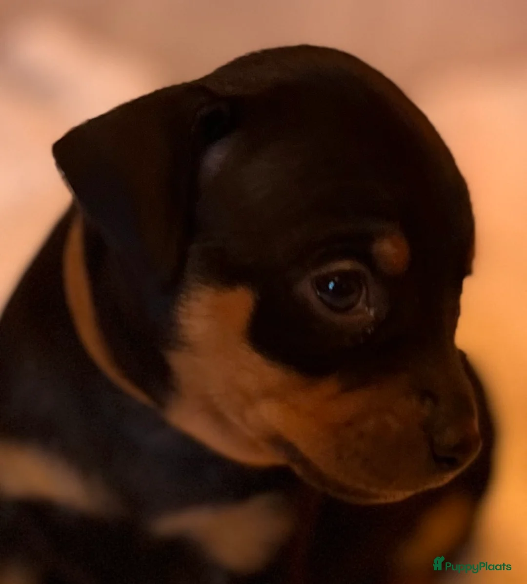 Kruising honden te koop: Carlin Pinscher Pups - Advertentie 7