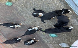Berner Sennenhond honden te koop: Prachtige Berner Sennenhond puppy s - Afbeelding 4