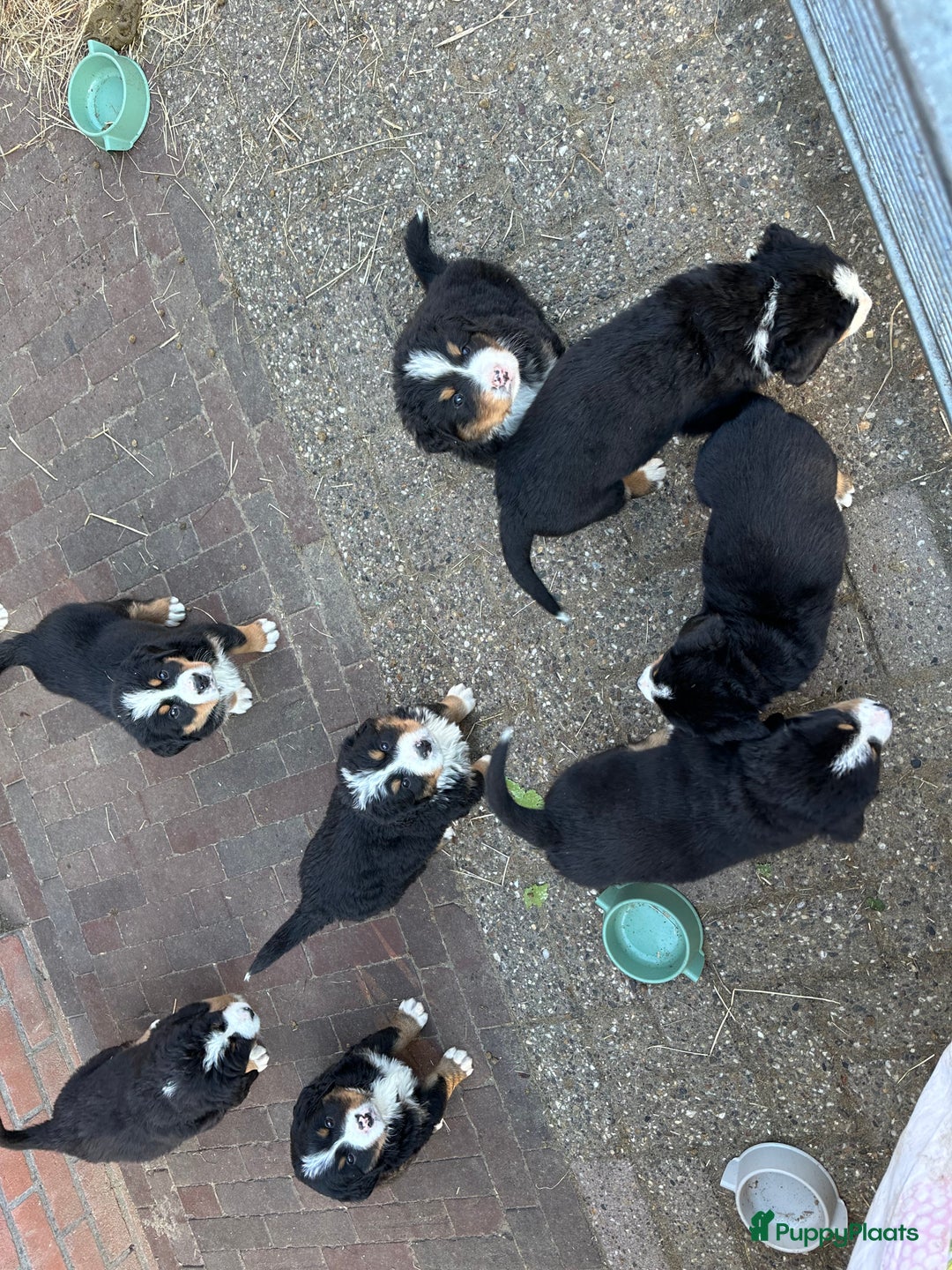 Berner Sennenhond honden te koop: Prachtige Berner Sennenhond puppy s - Afbeelding 4