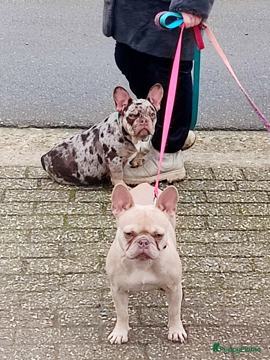 Franse Bulldog honden te koop: Franse bulldog pups - Advertentie 21