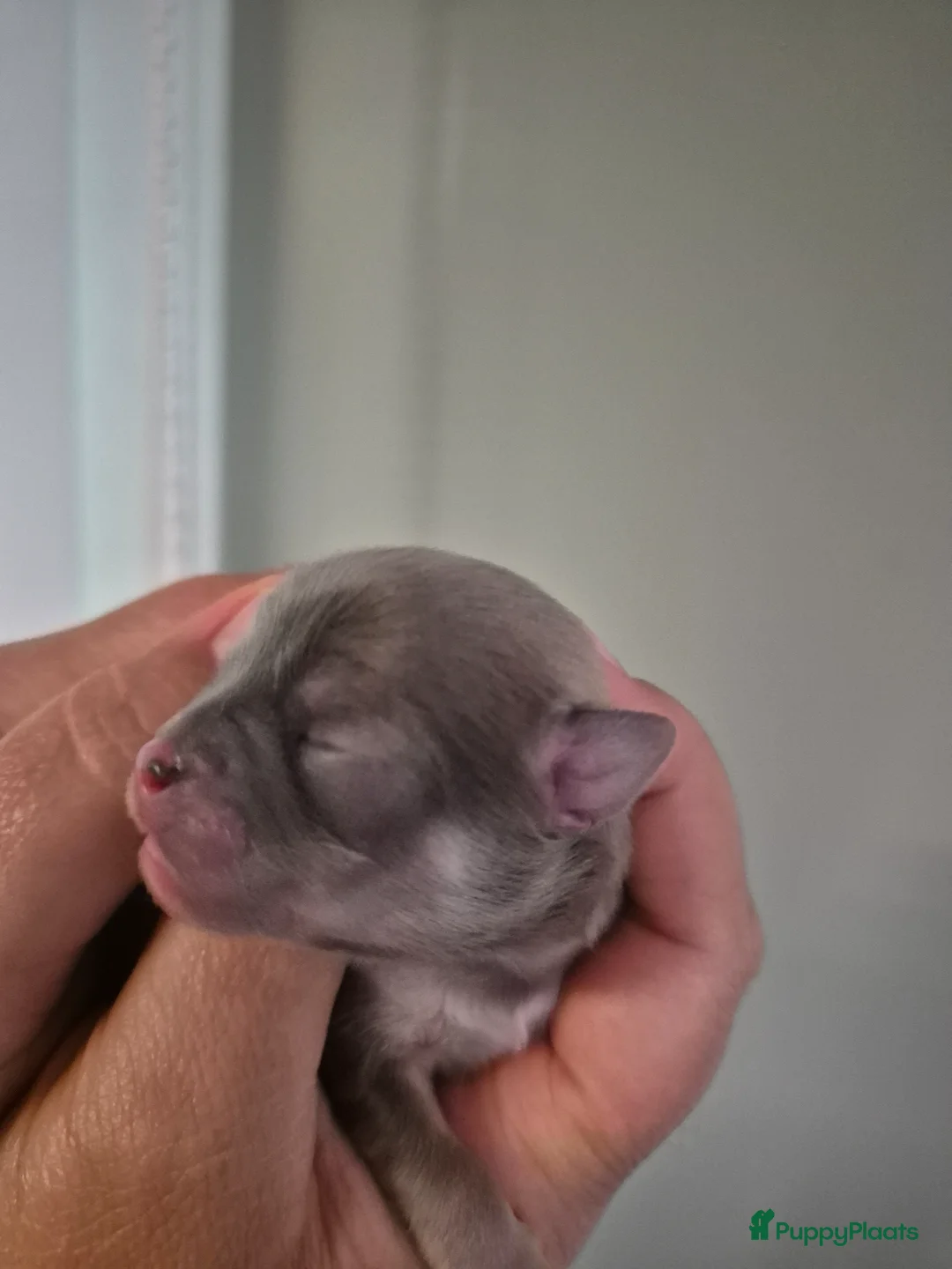 Chihuahua honden te koop: Mooie Chihuahua pups - Advertentie 2