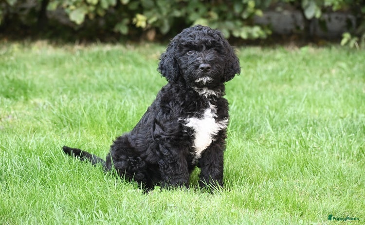 Barbet honden in Hijum - Advertentie 5